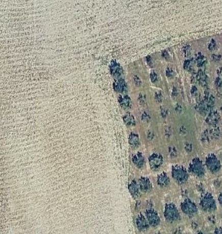 TERRENO AGRICOLO con ANNESSO Collesalvetti (LI)